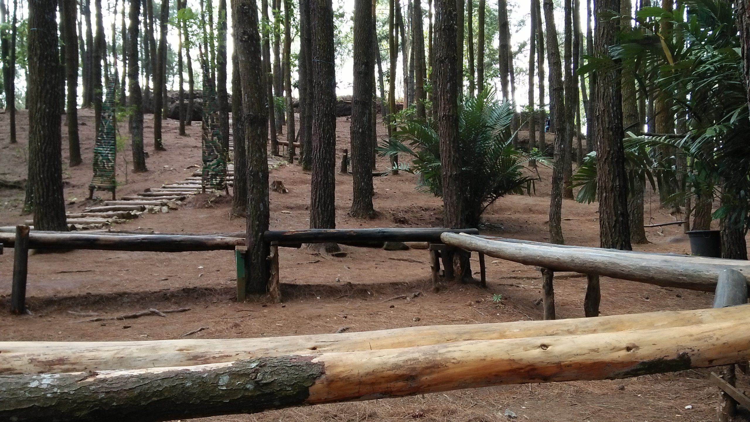 Deretan pohon di Hutan Pinus Mangunan
